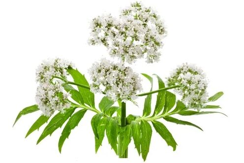 Cardiol bevat Valeriaan officinalis